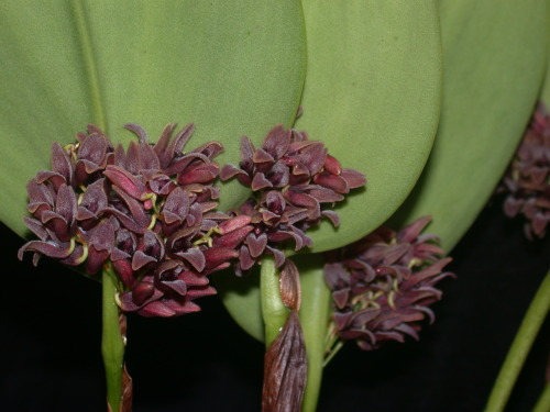 orchid-a-day:  Stelis cocornaensisSyn.: Pleurothallis cocornaensis;  Specklinia cocornaensis; Effusiella cocornaensisJanuary 20, 2022