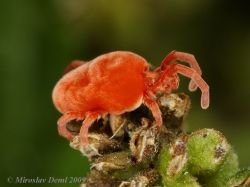 invertebrate-science:  Velvet Mite (Trombidium holosericeum) - Family Trombidiidae The entire family Trombidiidae is often referred to as the velvet mites. This name comes from the velvety texture of their fine hairs. This particular species is relatively