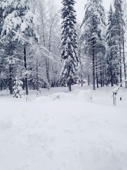 earthiling:Over half a metre of snow in Northern Sweden x