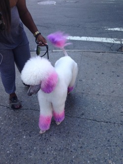 klinki:  look at this amazing dog oh my god??? dogsofnewyork….. (i got permission to take his picture from the owner dont worry) 