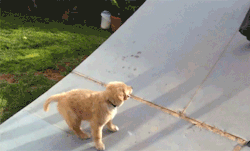 asteria-of-mars:  PUPPY RUNNING UP A SLOPE