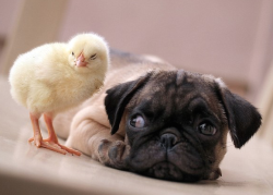 nubbsgalore:  puppy pug and chick are best friends.  photos by tim ho  