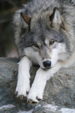 beautiful-wildlife:Contemplating by Gerry Sibell  LONEWOLF