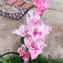 We finally got back to Colorado to come home and find a thriving garden :) The rain has revived everything, and I’m most impressed with my gladiolus blooming!!! It’s the only bulb that’s bloomed!!Find more of my garden here