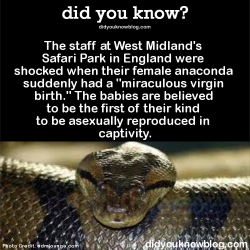 did-you-kno:  The staff at West Midland’s Safari Park in England were shocked when their female anaconda suddenly had a “miraculous virgin birth.” The babies are believed to be the first of their kind to be asexually reproduced in captivity.  Source