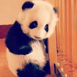 Cute and cuddly.. #panda #cute #instagood #likeforlike #pandabear #asians #likes #funny #pandas #pandaexpress