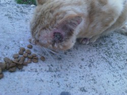 Help this cat apears infront of my home looking my window with this scar in her face. It is a bite? Someone can tell me what is this? Im by his side giving him food and water 