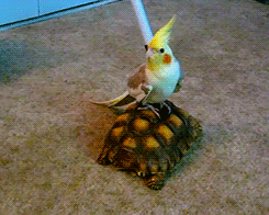tootricky:  Cockatiel rides tortoise (source)