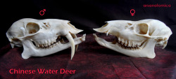hesliterallyafiveheadeddragon:  arsanatomica:  The skull of the Chinese Water Deer is one of the most iconic skulls out there.  Like many small Asian deer species, it does not have antlers. Instead the males fight each other with their extremely sharp