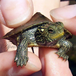 earthlynation:  Gus the Turtle