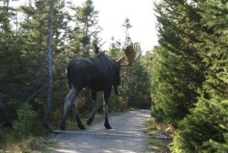 theconsultingharlequin:  exrlgrey:  miseryxcloud:  exrlgrey:  Moose are so big, holy shit I thought they were like deer size  holy shit I thought that was a fucking dinosaur  I kno what the heck  Welcome to Canada. 