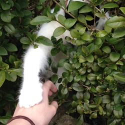 pecancat:  katelouisepowell:  I met a nice cat on the way home  He’s trying to remember your scent so when the feline uprising happens he’ll know to spare you for your intimate kindness 