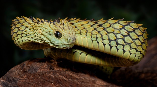 xgespentsx:  Atheris hispida is a venomous viper species endemic to Central Africa.
