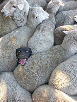 geekhyena: crystallinecrow:   babyanimalgifs: Doggos doing what doggos do and stuck at random places @geekhyena mostly for the dog SO HAPPY to be in a pile of sheep  But all of them a pur   How’d you find a photo of me IRL like that? ;P 