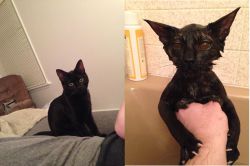 awwww-cute:  I meant to bathe our kitten, not summon a demon from hell. I can’t believe these are the same species, let alone the same cat 