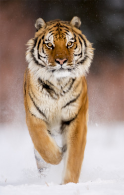 Earthlynation:  Tiger By Catman-Suha 
