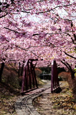 Sakura Bridge  