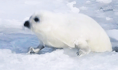 Porn Pics tomhiddleston:  Harp Seal (Phoca groenlandicus)