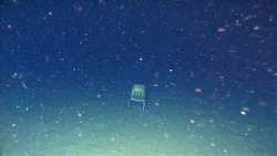 bundyspooks:  A group of divers found this single chair at the bottom of the ocean. Upon closer inspection, the chair was the type used in schools so it’s unlikely that it fell off a boat. Nobody truly knows how it got there. 