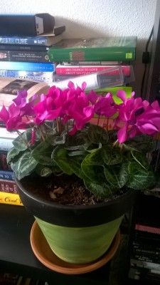I got my cyclamen set up in a large pot and put it on my table of books in my book room :)