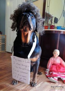 Dogshaming:  Lovely Locks  My Rottweiler, Lea, Is Obviously A Kleptomaniac. She Steals