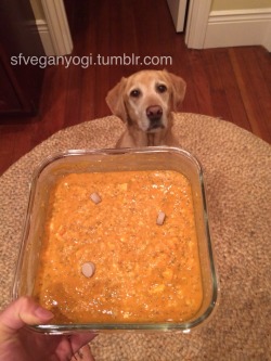 cameoamalthea:  howtoskinatiger:  fleshcircus:  hang-the-bastard:  sfveganyogi:  Maggie Menu On the menu for Maggie tonight is puréed sweet potato, puréed brown rice, sprouted organic tofu, chia seeds, and digestive enzymes. Does she look excited? She