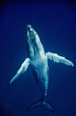 Rising from the deep (Humpback Whale)