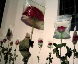 asylum-art: Min Jeong Seo - To Live On 2005 The stalks these flowers are already dried up but their blossoms are preserved and kept fresh by the medical infusin bags. The life-span of every living creature is  limited.The infusion bags stand for the