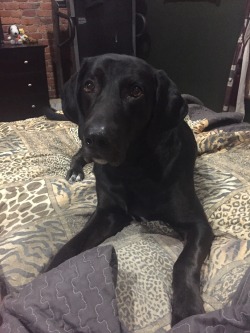 wearitcounts:  wearitcounts:  this dog that i dogsit for is an actual angel sent from heaven, evidence: he’s 100 lbs and so gentle i don’t need any special collar or leash or harness to walk him, ever he was meant to be a service dog but he was too
