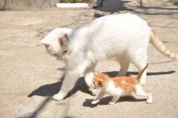 kawaii-animals-only:Mum cat is always on the lookout for her baby kitty.