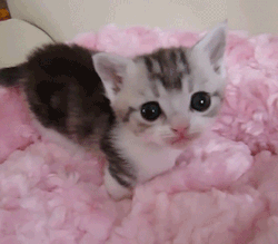 Kitten Gif
