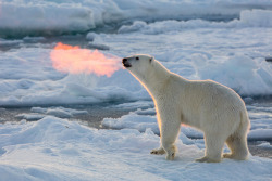 thatsmoderatelyraven:  buttbuttgoose:  blazepress:  Sun rays shine on the warm breath of a polar bear.  Alternate caption: Fire-breathing polar bear shows off his skills  The real cause of global warming 