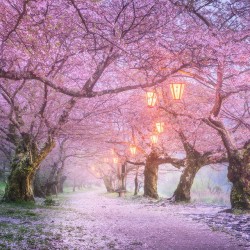 voiceofnature:  Sakura petals flying in the  air by Daniel Kordan