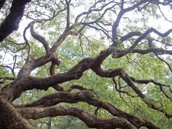   wanderlustingthoughts:  Look at this tree, man. The Angel Oak Tree is estimated to be in excess of 1500 years old, stands 66.5 ft (20 m) tall, measures 28 ft (8.5 m) in circumference, and produces shade that covers 17,200 square feet (1,600 m2). From