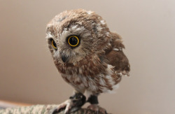 cute-overload:  Baby Owlhttp://cute-overload.tumblr.com