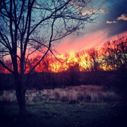 brutalgeneration:  Sunset through the bare trees (Explore 11-21-13) (by Eliza Belle Photography) 