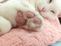 @fairyneko some toe beans.