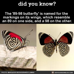 did-you-kno:  The ‘89-98 butterfly’ is named for the  markings on its wings, which resemble  an 89 on one side, and a 98 on the other.  Source Source 2