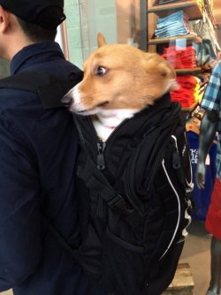 doggosource:  when u get scared you lost your friend in public but then spot them :)
