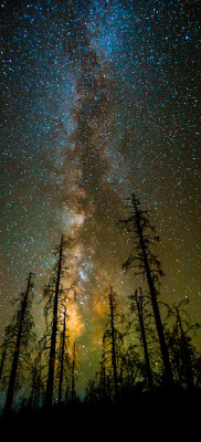 space-pics:  Milky way above the trees by Toby Harriman [454x1000]http://space-pics.tumblr.com/