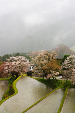 nosens:  雨にけむる里山の春 (by yukio.s) 