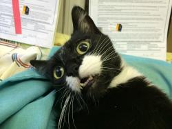 awwww-cute:  My gf works at a spay/neuter clinic - this cat woke