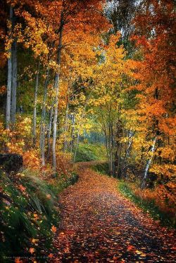 beautymothernature:  Autumn Pathway by An