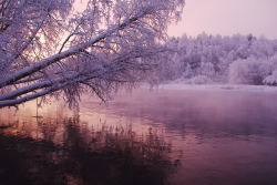strain:  frosty morning by Vladimir Trenin 