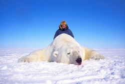 hanabira:ichigokage:goodplatform:Canada: No more Trophy Hunts for Polar Bears Canada is the only nation in the world that allows Polar Bear hunting by non-natives and non-citizens. Of the estimated 20,000-22,000 Polar Bears worldwide, 60% of them live