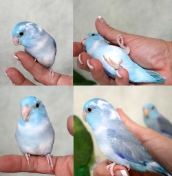 dynaroo:  poppyparrotlet:  By way of Parrotlet