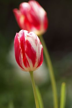 flowersgardenlove:  #tulips #flowers #sp Beautiful 
