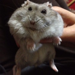 Thefluffingtonpost:  Hamster Credits Paleo Diet With Increased Upper Body Strength