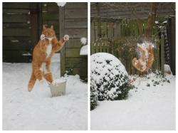 buzzfeed:  This is what happens when a cat attacks a snowball. 