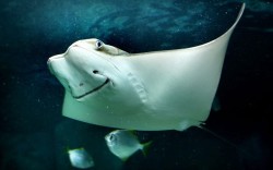 theanimalblog:  This smiling Cow Nose Ray is part of the new exhibit at Underwater World in Mooloolaba on the Sunshine Coast, Australia  Picture: Megan Slade/Newspix / Rex Features  For my girl, who loves all kinds of Rays.
